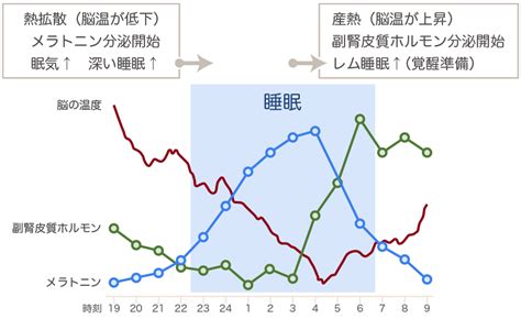 睡眠中|眠りのメカニズム 